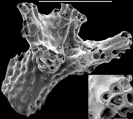 Miniacina miniacea New Zealand Miniacina miniacea New Zealand