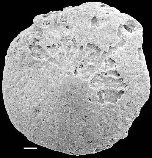 Amphistegina papillosa New Zealand Amphistegina papillosa New Zealand