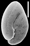 Nonionella magnalingua New Zealand