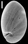 Nonionella magnalingua New Zealand