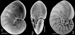 Zeaflorilus parri New Zealand