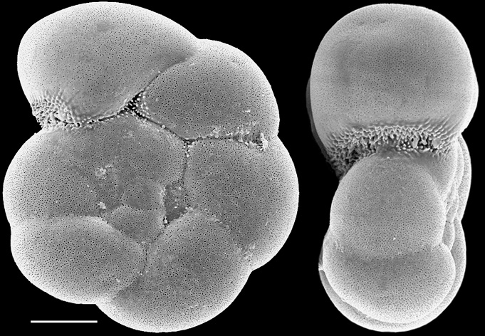 Aubignyna perlucida New Zealand Aubignyna perlucida New Zealand