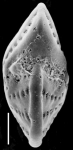 Elphidium charlottense New Zealand