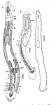 Platyhelminthes