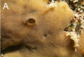Plakortis petrupaulensis