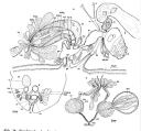 Proschizorhynchella bivaginata, author: Tom Artois