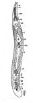 Platyhelminthes
