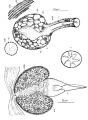 Listea simplex, author: Tom Artois