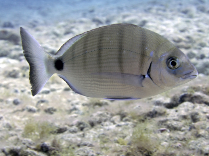 Diplodus sargus 