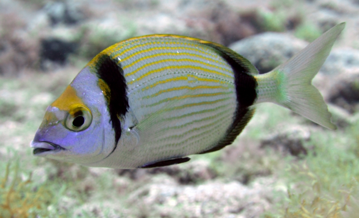 Diplodus vulgaris 