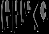 Clathria (Clathria) hjorti spicules