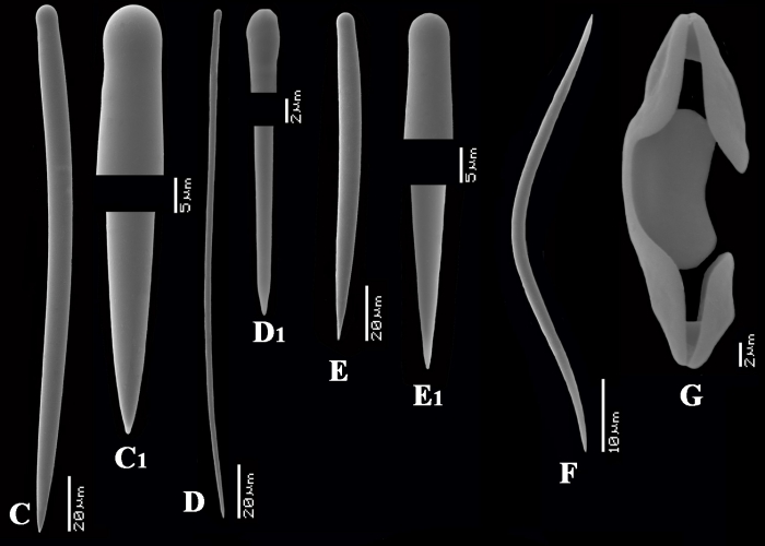 Desmacidon arciferum spicules