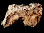 Lectotype of Ancorina fibrosa Schmidt, 1870