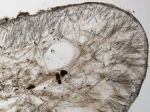 Section of holotype INV-POR 1148