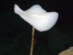 Hexactinellida