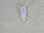 Echinodermata