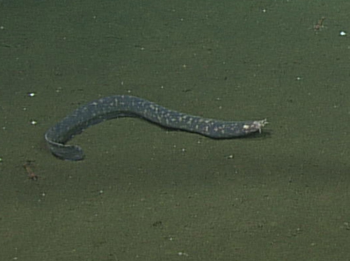Eptatretus Eptatretus