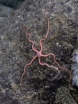 Spinophiura jolliveti