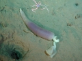 Echiura (spoon worms)