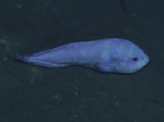 Careproctus ovigerus