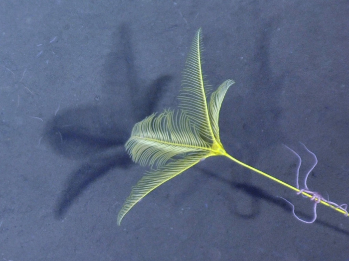 Gephyrocrinus messingi