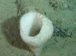 Staurocalyptus