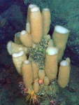 Rhabdocalyptus dawsoni