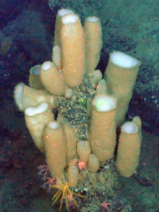 Rhabdocalyptus dawsoni