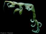 Caprella algaceus