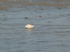 Vogels