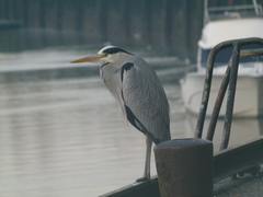 Vogels
