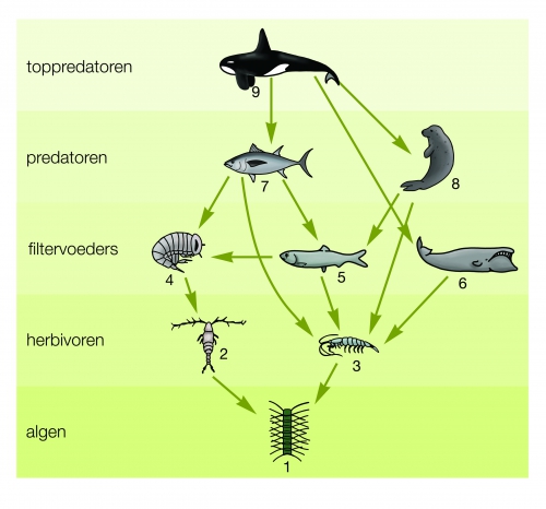 Vijf trofische niveaus in een Antarctische voedselpiramide