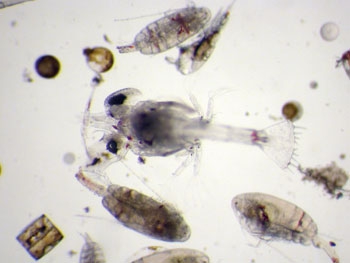 Planktonstaal uit het Kanaal met roeipootkreeftjes en larven van een krab