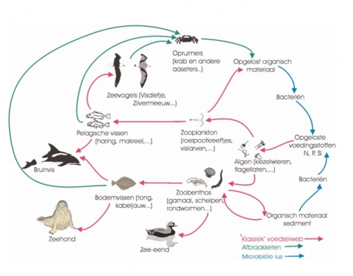 Voedselkringloop in de Noordzee