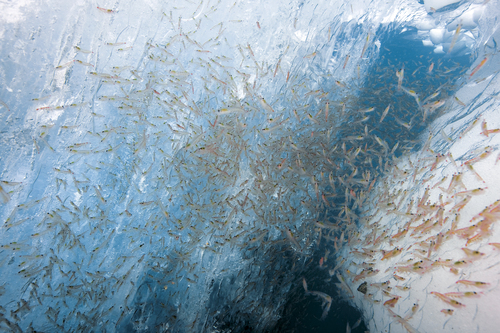 Krill, voedselbron voor baleinwalvissen Krill, voedselbron voor baleinwalvissen