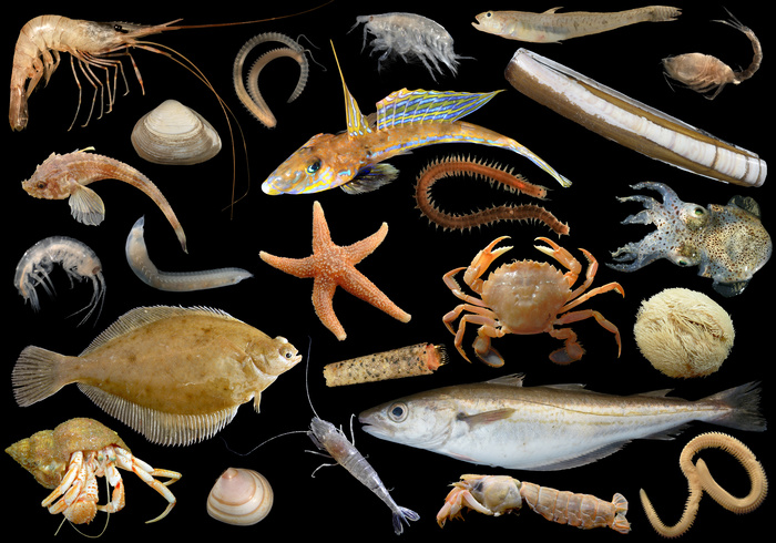 Een collage van enkele veel voorkomende soorten uit de Belgische Noordzee