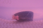 Een mossel in de hoogst geteste concentratie. De kleur van het water wordt veroorzaakt door de roze nanoplastics