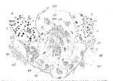 Coelogynopora bresslaui, author: Tom Artois