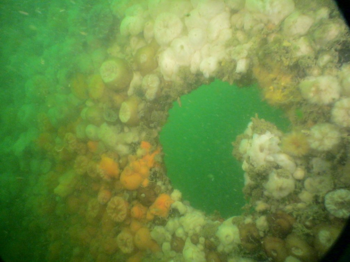 Underwater picture 2