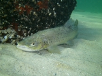 Salmoniformes