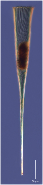 Rhabdonella conica