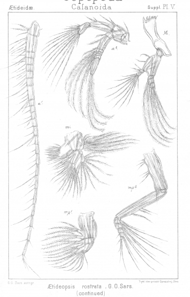Aetideopsis rostrata from Sars, G.O. 1903 Aetideopsis rostrata from Sars, G.O. 1903