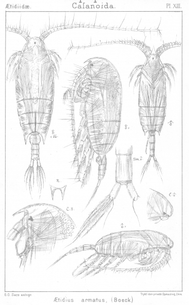 Aetideus armatus from Sars, G.O. 1901 Aetideus armatus from Sars, G.O. 1901