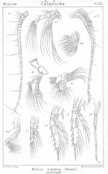 Aetideus armatus from Sars, G.O. 1901 Aetideus armatus from Sars, G.O. 1901