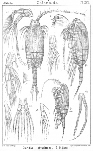 Chiridius obtusifrons from Sars, G.O. 1902 Chiridius obtusifrons from Sars, G.O. 1902