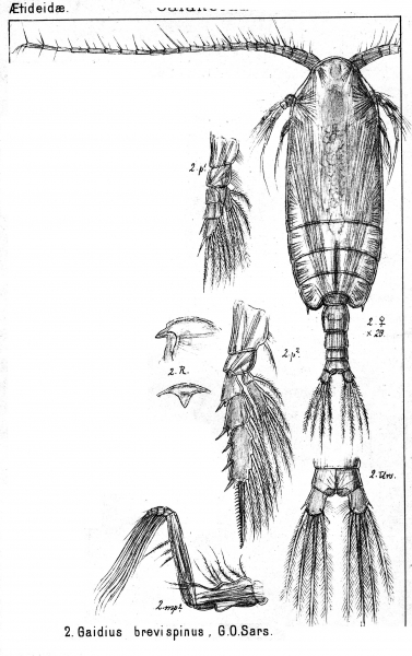 Gaidius brevispinus from Sars, G.O. 1900 Gaidius brevispinus from Sars, G.O. 1900