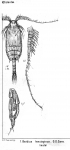 Copepoda