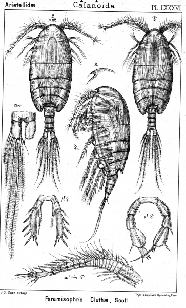 Paramisophria cluthae from Sars, G.O. 1902 Paramisophria cluthae from Sars, G.O. 1902