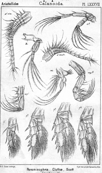Paramisophria cluthae from Sars, G.O. 1902 Paramisophria cluthae from Sars, G.O. 1902