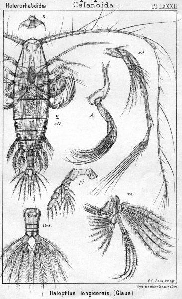 Haloptilus longicornis from Sars, G.O. 1902 Haloptilus longicornis from Sars, G.O. 1902